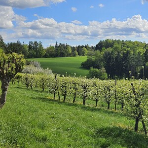 Apfelbaumplantage Niederberg